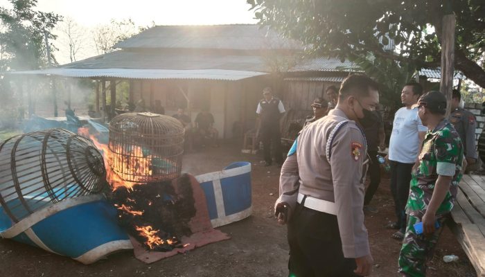 Giliran Lokasi Judi Sabung Ayam di Panceng Gresik Digrebek Polisi