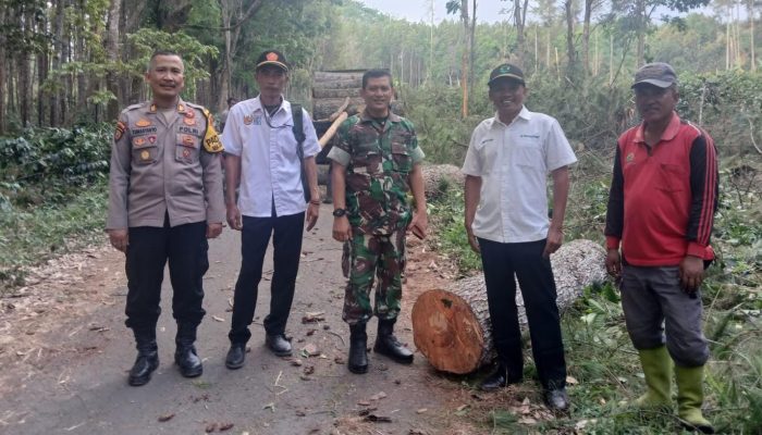 Sinergi Forkopimcam dan Perhutani dalam Penebangan Pinus di Sukosari, Target Pekerjaan Capai 40,95%