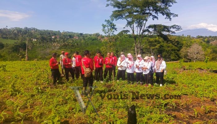 Perum Perhutani KPH Bondowoso Gelar Penanaman 1.300 Bibit Pohon Pinus Bocor Getah