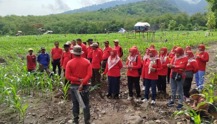 Gerakan Reboisasi: Ibu-Ibu IIK Ranting BKPH Panarukan Tanam Bibit Jati di Petak 36H