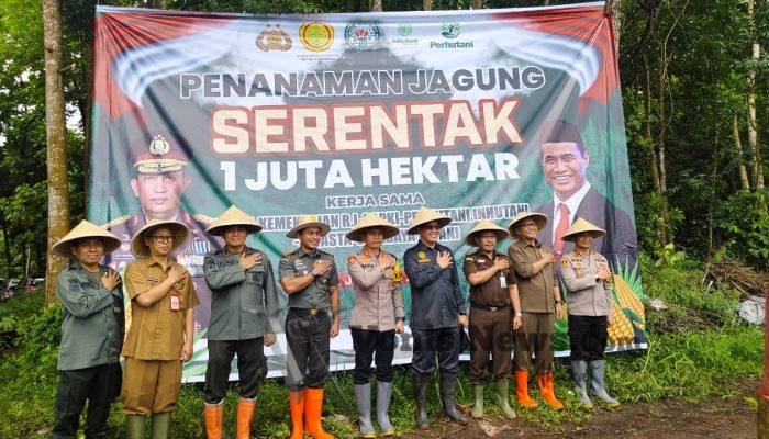 Dukung Swasembada Pangan 2025, Perhutani dan Polres Bondowoso Tanam Jagung Serentak 1 Juta Hektar