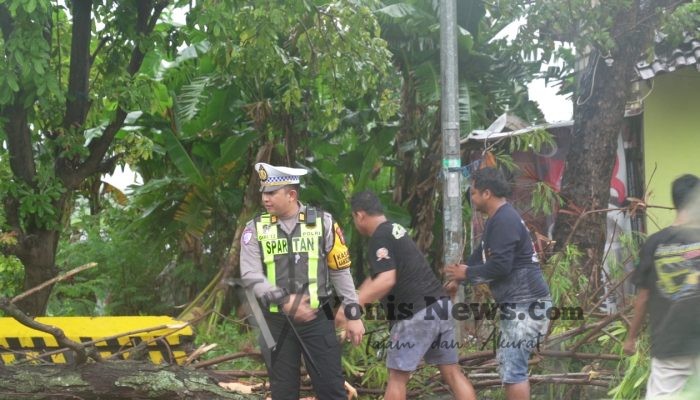 Satlantas Polres Gresik Sigap Evakuasi Pohon Tumbang di Jl. Raya Abar Abir