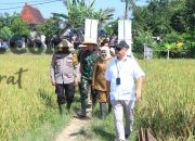 Dukung Ketahanan Pangan Kapolda Jatim Bersama Forkopimda Panen Raya Padi di Ngawi