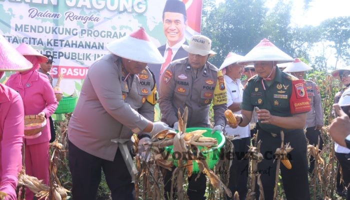 Program Ketahanan Pangan Berjalan Baik, Polres Pasuruan Panen Jagung di Purwodadi