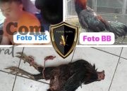 Ada Apa Dengan Kasus Pencurian Ayam Di Minahasa Penyidik Lambat Dalam Penanganan Kasus