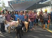 Allahu Akbar! PLN UIP JBTB Sembelih 12 Hewan Kurban, Teguhkan Semangat Kepedulian dan Persaudaraan