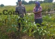 Dukung Ketahanan Pangan, Polsek Cerme Tinjau Tanaman Sawi dan Terong di Pekarangan Warga Desa Ngabetan