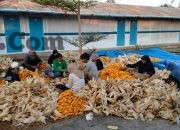Hari Kesaktian Pancasila, PLN Sulap Limbah Jagung Jadi Listrik, Petani Tuban Dapat Tambahan Penghasilan