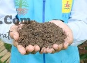 Hari Pahlawan, PLN Sambut Positif Langkah BSN Tetapkan SNI FABA untuk Dukung Pertanian Produktif dan Berkelanjutan
