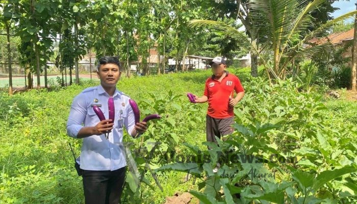 Warga Binaan Lapas Batang Panen Terong di Lahan SAE, Wujudkan Kemandirian dan Dukung Ketahanan Pangan