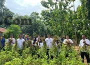 Panen Kacang Tanah di SAE Lapas Batang, Perkuat Pembinaan Kemandirian dan Ketahanan Pangan