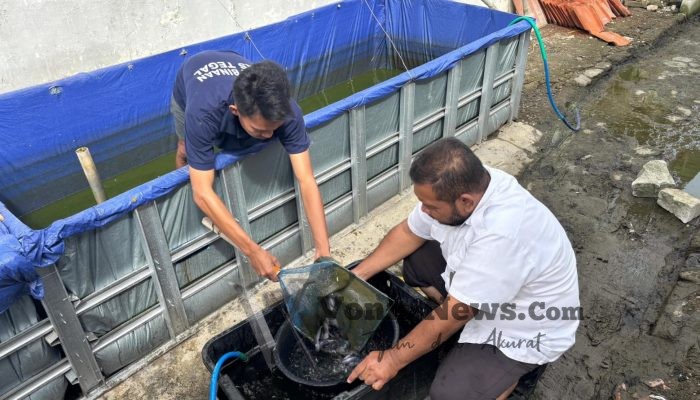 Lapas Tegal Lakukan Sortir Intensif Demi Kualitas Panen Lele Unggul