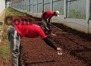 Warga Binaan Lapas Kelas IIB Batang Olah Lahan Pertanian untuk Dukung Ketahanan Pangan
