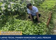 Lapas Tegal Panen Kangkung Lagi, Penuhi Kebutuhan Gizi Warga Binaan