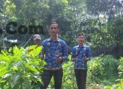 Wujudkan Kemandirian dan Ketahanan Pangan, Warga Binaan Lapas Batang Panen Terong