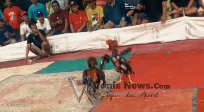 Diduga Kebal Hukum, Judi Sabung Ayam dan Dadu di Desa Kranggan Kediri Beroperasi Terang-terangan