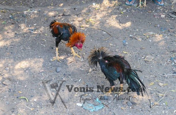 Sabung Ayam di Tempeh Lumajang Diduga Beroperasi Kembali, Aktivis Jatim Desak Polres Bertindak Tegas