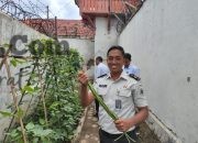 Kreativitas di Lahan Sempit, Lapas Tegal Sukses Panen Kacang Panjang Dukung Program Kemandirian Warga Binaan