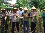 Dukung Asta Cita, Polres Pelabuhan Tanjung Perak Panen 1,6 Ton Jagung di Tambak Wedi