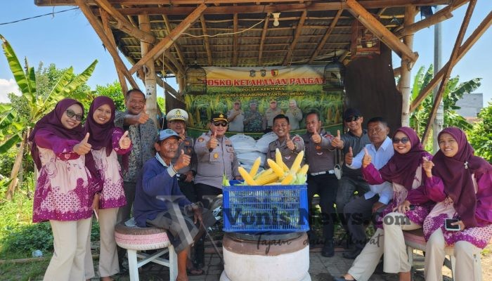 Dukung Asta Cita, Polsek Kenjeran Panen 1,8 Ton Jagung Manis di Tambak Wedi