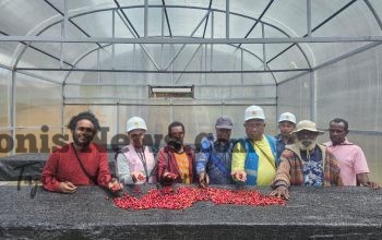 Moment Hari Buruh, PLN Peduli Bantu Kopi Tiom Papua Tembus Pasar Nasional dan Tingkatkan Penghasilan Petani