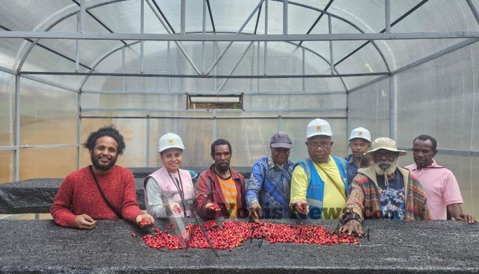 Moment Hari Buruh, PLN Peduli Bantu Kopi Tiom Papua Tembus Pasar Nasional dan Tingkatkan Penghasilan Petani