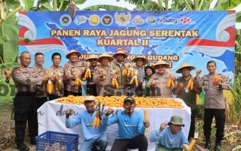 Wujudkan Ketahanan Pangan, Polres Pelabuhan Tanjung Perak Panen Raya Jagung Kuartal II Tahun 2026