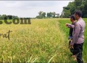 Bhabinkamtibmas Desa Tenggor Aktif Dampingi Petani, Polres Gresik Perkuat Ketahanan Pangan Nasional