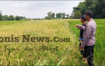 Bhabinkamtibmas Desa Tenggor Aktif Dampingi Petani, Polres Gresik Perkuat Ketahanan Pangan Nasional