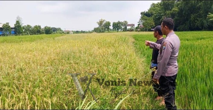 Bhabinkamtibmas Desa Tenggor Aktif Dampingi Petani, Polres Gresik Perkuat Ketahanan Pangan Nasional