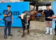 PAM Surya Sembada Surabaya Salurkan 13 Ekor Sapi Qurban untuk Warga di Idul Adha 1447 H