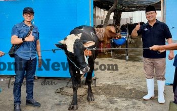 PAM Surya Sembada Surabaya Salurkan 13 Ekor Sapi Qurban untuk Warga di Idul Adha 1447 H