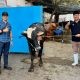 PAM Surya Sembada Surabaya Salurkan 13 Ekor Sapi Qurban untuk Warga di Idul Adha 1447 H