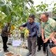 Wujudkan Ketahanan Pangan, PLN UIP JBTB Salurkan Bantuan Program TJSL untuk Petani Milenial Melon di Winong Boyolali