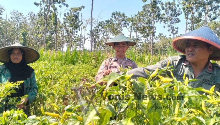 Kemandirian Pangan Nasional, Polres Gresik Dampingi Petani Cabai di Panceng Dukung Swasembada Pangan