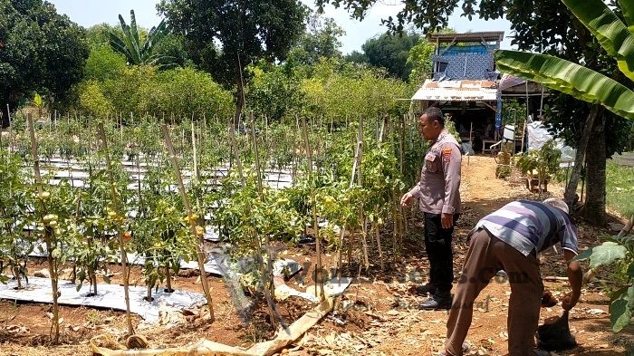 Polsek Dukun Cek Perkembangan Tanaman Tomat di Tebuwung, Dukung Ketahanan Pangan dan Swasembada Nasional