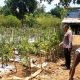 Polsek Dukun Cek Perkembangan Tanaman Tomat di Tebuwung, Dukung Ketahanan Pangan dan Swasembada Nasional