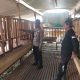 Polsek Manyar Dukung Ketahanan Pangan Nasional Melalui Monitoring Peternakan Kambing di Desa Peganden