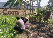 Polsek Benjeng Turun ke Lahan, Pantau Kangkung Warga Demi Sukseskan Ketahanan Pangan Nasional