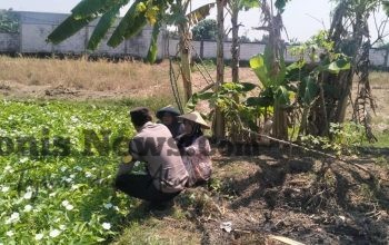 Polsek Benjeng Turun ke Lahan, Pantau Kangkung Warga Demi Sukseskan Ketahanan Pangan Nasional