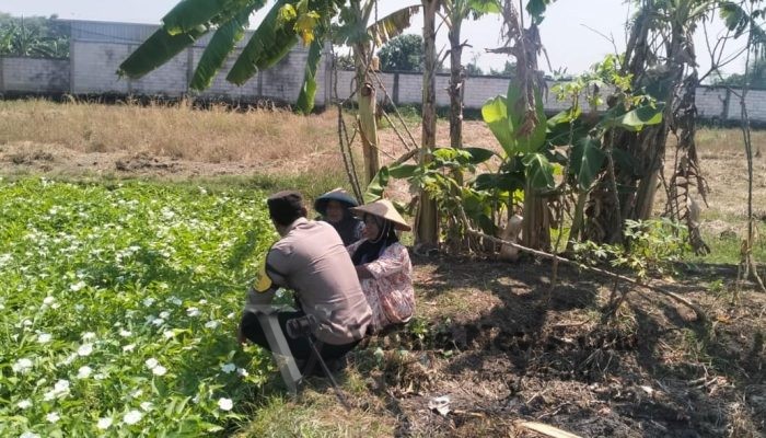 Polsek Benjeng Turun ke Lahan, Pantau Kangkung Warga Demi Sukseskan Ketahanan Pangan Nasional