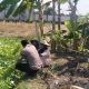 Polsek Benjeng Turun ke Lahan, Pantau Kangkung Warga Demi Sukseskan Ketahanan Pangan Nasional
