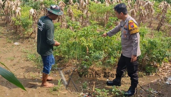Polsek Driyorejo Pantau Tanaman Cabai di Desa Banjaran, Perkuat Ketahanan Pangan dan Dukung Swasembada Nasional