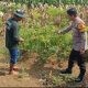 Polsek Driyorejo Pantau Tanaman Cabai di Desa Banjaran, Perkuat Ketahanan Pangan dan Dukung Swasembada Nasional