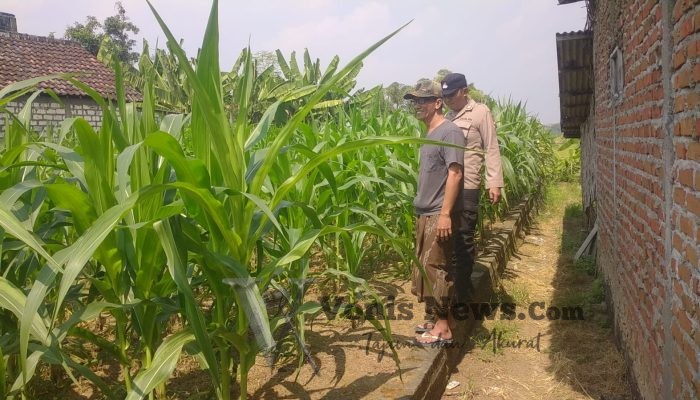 Polsek Balongpanggang Cek Perkembangan Jagung di Kedungsumber, Wujud Dukungan Ketahanan Pangan Nasional
