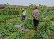 Dukung Program Presiden RI, Polsek Wringinanom Pantau Perkembangan Tanaman Timun di Desa Sumberwaru
