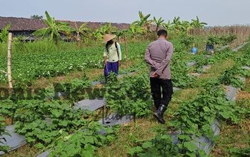 Dukung Program Presiden RI, Polsek Wringinanom Pantau Perkembangan Tanaman Timun di Desa Sumberwaru