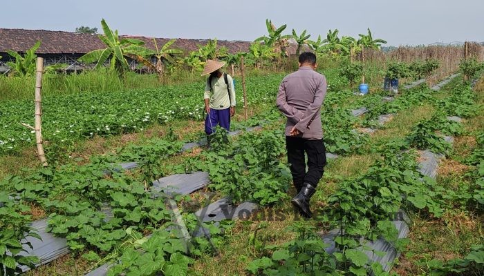 Dukung Program Presiden RI, Polsek Wringinanom Pantau Perkembangan Tanaman Timun di Desa Sumberwaru