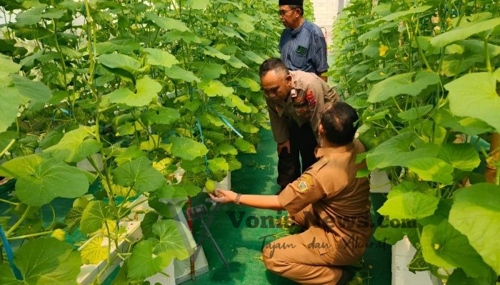 Polsek Manyar Cek Budidaya Melon di Desa Suci, Dukung Ketahanan Pangan Nasional