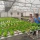 Polsek Benjeng Pantau Budidaya Sawi Hidroponik di Desa Bulurejo untuk Dukung Ketahanan Pangan Nasional